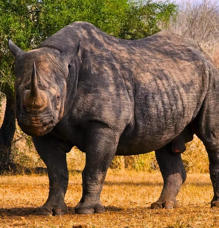 6 Days Western Usaramba Mountains Safari: Mkomazi & Materuni