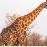 What is the weather like in Tanzania in December?