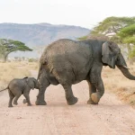 Your Ultimate Guide to a 4-Day Budget Camping Safari