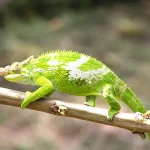 Discover the Majestic Usambara Mountains: Nature’s Hidden Gem in Tanzania