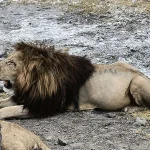 Complete Travel Guide to Serengeti National Park