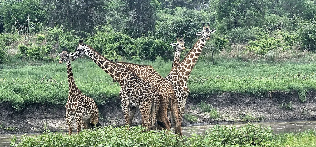 Maasai Giraffe