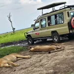 Ngorongoro Crater Safari
