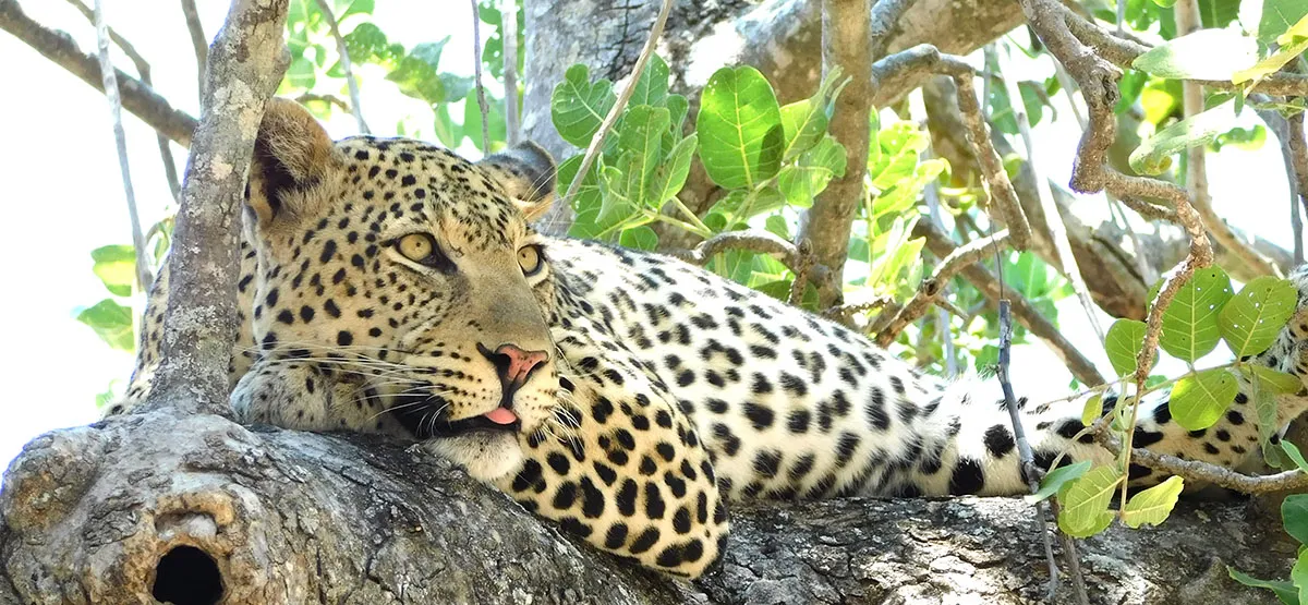 Leopard