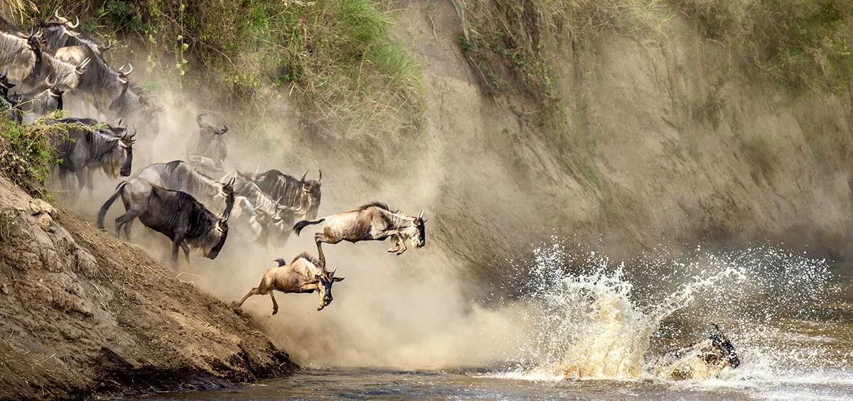 Great Wildebeest Migration
