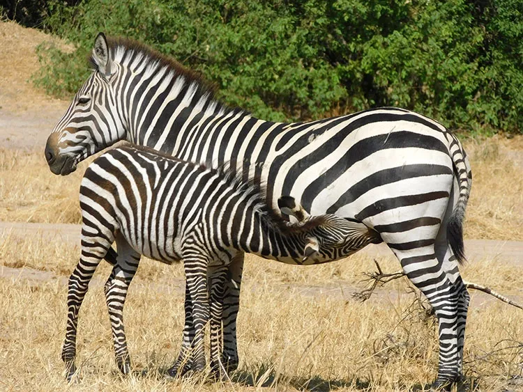 Common Zebra