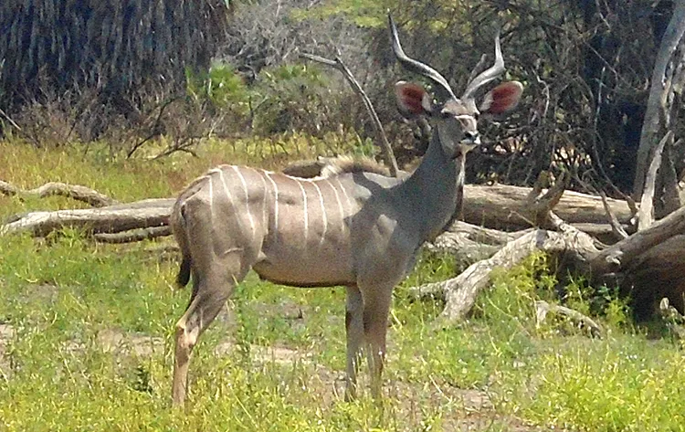 Kudu Antelope