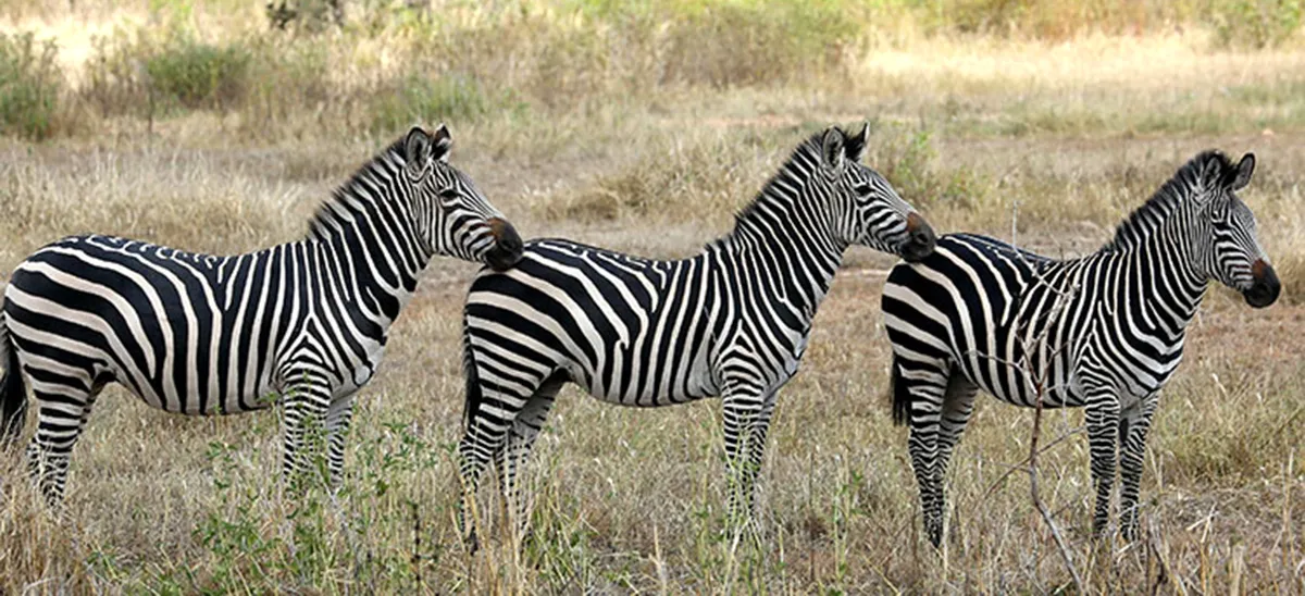 Zebras at Ruaha National Park
