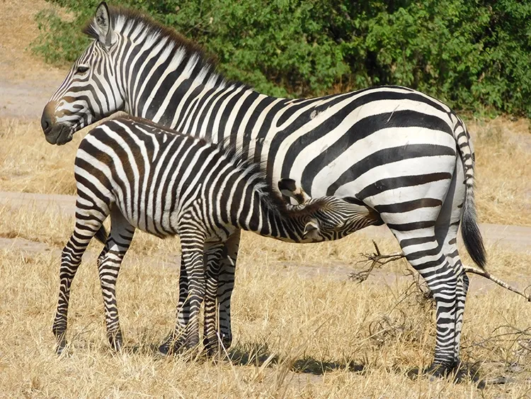 Common Zebra