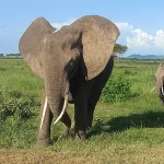 The African Elephant