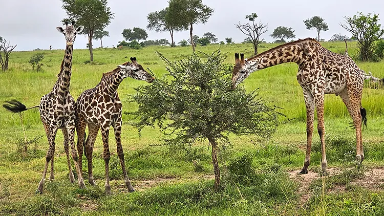 Giraffe