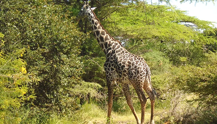 Giraffe