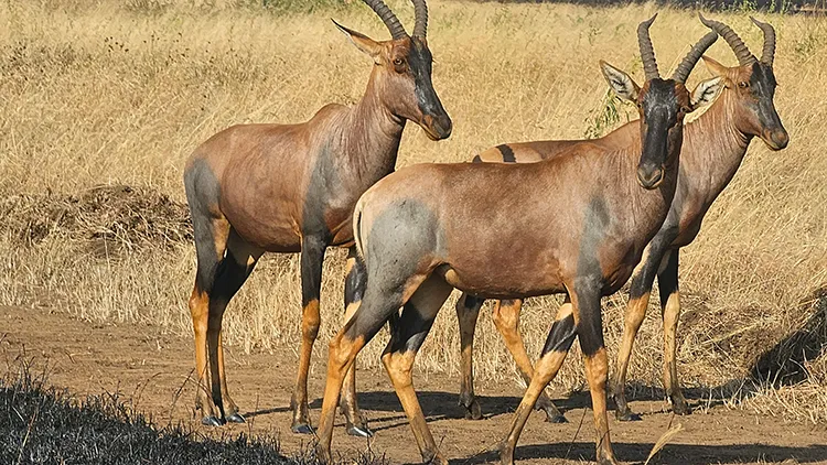 Topi Antelopes