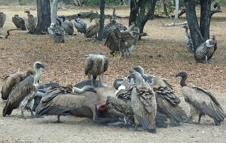 Vulture