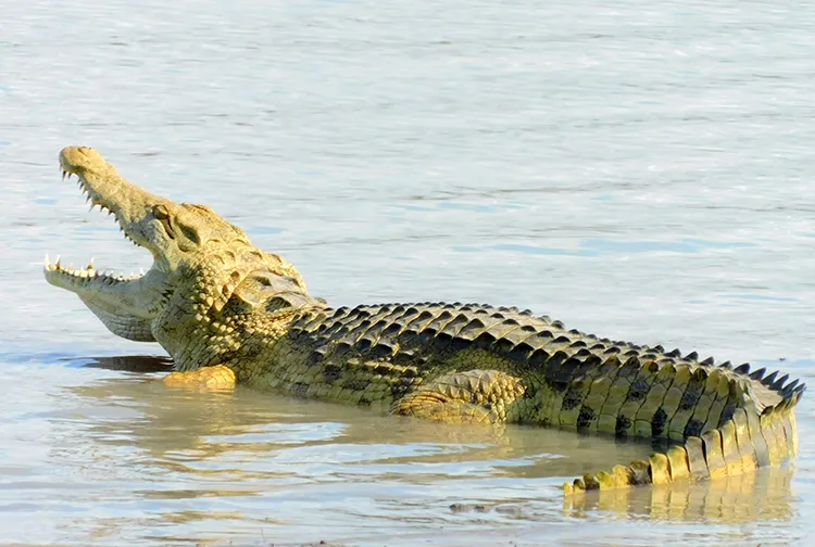 Crocodile
