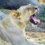 A Lion at Ruaha National Park