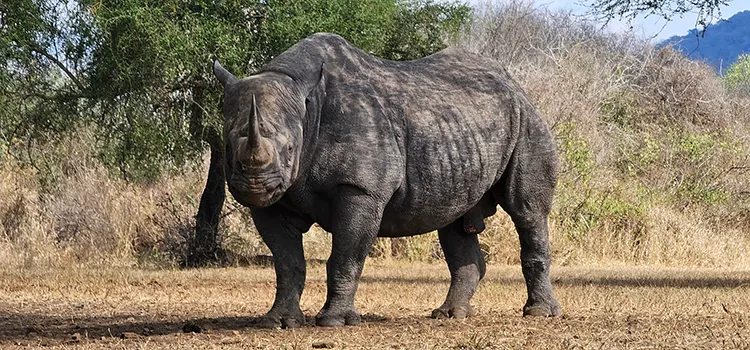 Black Rhino