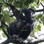 The Ultimate Guide to Mahale Mountains National Park