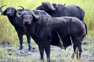 What to Pack for Your Tanzania Safari