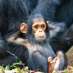 The Guide to Visiting Gombe National Park