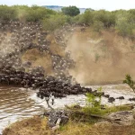 The Ultimate Guide to the Great Wildebeest Migration Safari in Tanzania