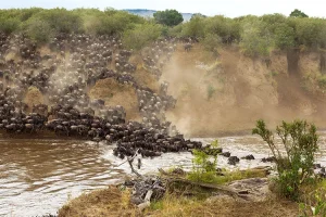 The Ultimate Guide to the Great Wildebeest Migration Safari in Tanzania