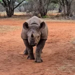 The Big Five Safari in Tanzania – Detailed Guide