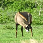 The Complete Guide to Ruaha National Park