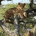 Complete Travel Guide to Lake Manyara National Park, Tanzania