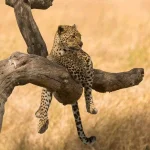 Complete Travel Guide to Mikumi National Park, Tanzania