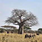 Travel Guide to Tarangire National Park: Discover Tanzania’s Hidden Gem