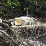 Complete Guide to Saadani National Park, Tanzania