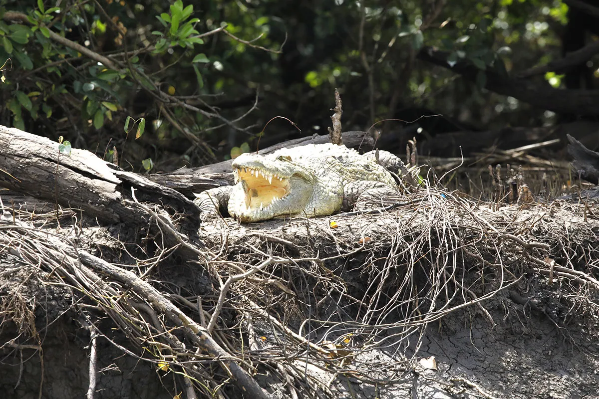 Complete Guide to Saadani National Park, Tanzania
