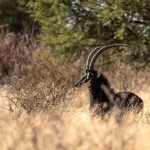 A Travel Guide to Ugalla River National Park