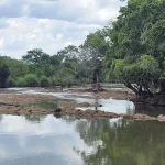 Discover The Unique Charms : A Guide to Wami Mbiki Game Reserve