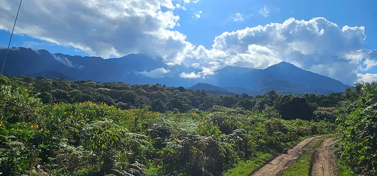 Discover Meru Forest: Arusha’s Hidden Natural Gem