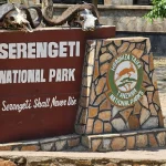 Explore the Serengeti Feathered Wonders: A Comprehensive Bird Checklist