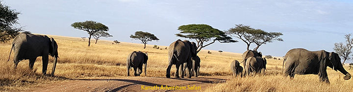 kanuth adventure safaris