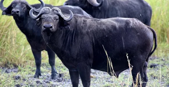 What to Pack for Your Tanzania Safari