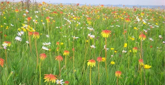 Kitulo National Park
