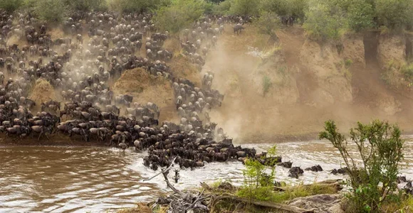 Great Wildebeest Migration