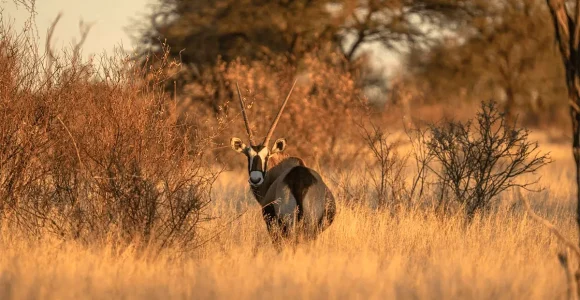 2 Days Mkomazi Safari