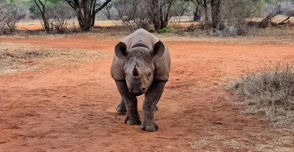 Rhino