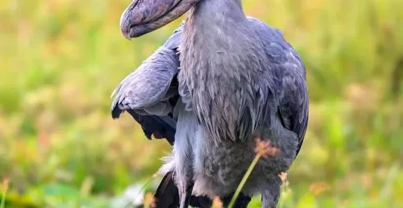 Bird Watching Safari