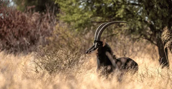 Ugalla  River  National Park